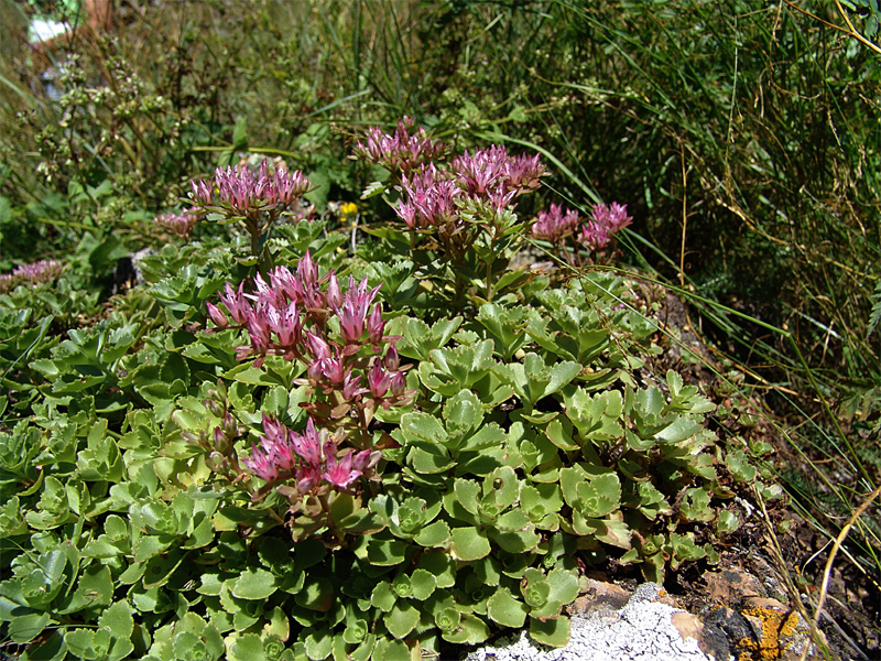 Изображение особи Sedum spurium.