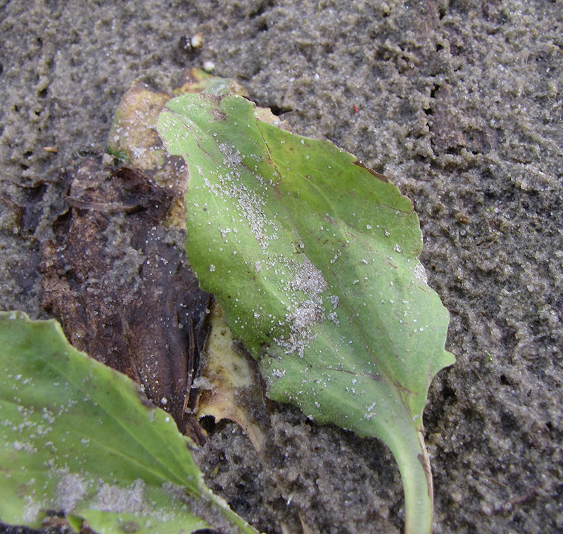 Image of Plantago uliginosa specimen.