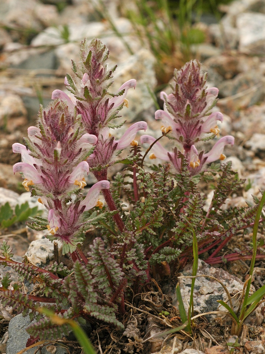 Image of Pedicularis violascens specimen.