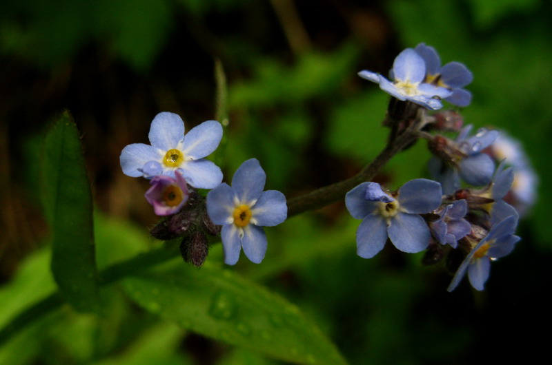 Image of Myosotis krylovii specimen.