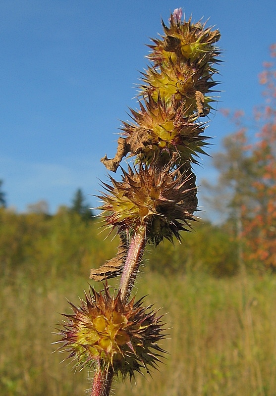 Image of Galeopsis bifida specimen.