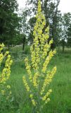 Verbascum lychnitis