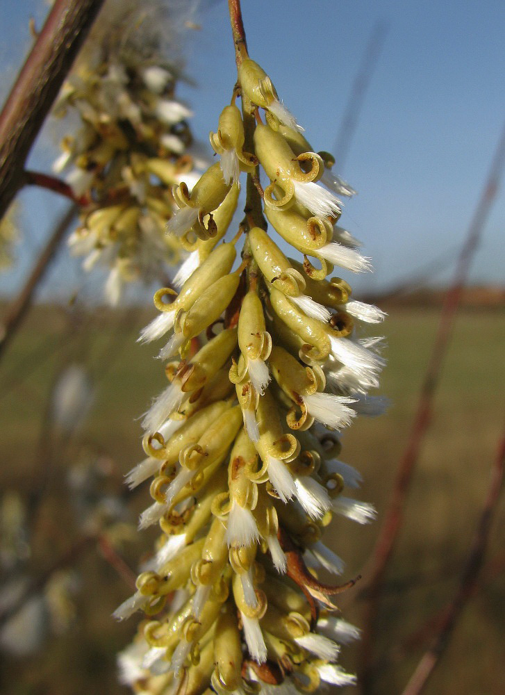 Изображение особи Salix pentandra.