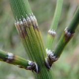 Equisetum ramosissimum