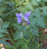 Dracocephalum ruyschiana. Верхушка побега с соцветием. Свердловская обл., природный парк \"Оленьи Ручьи\". 22.06.2015.
