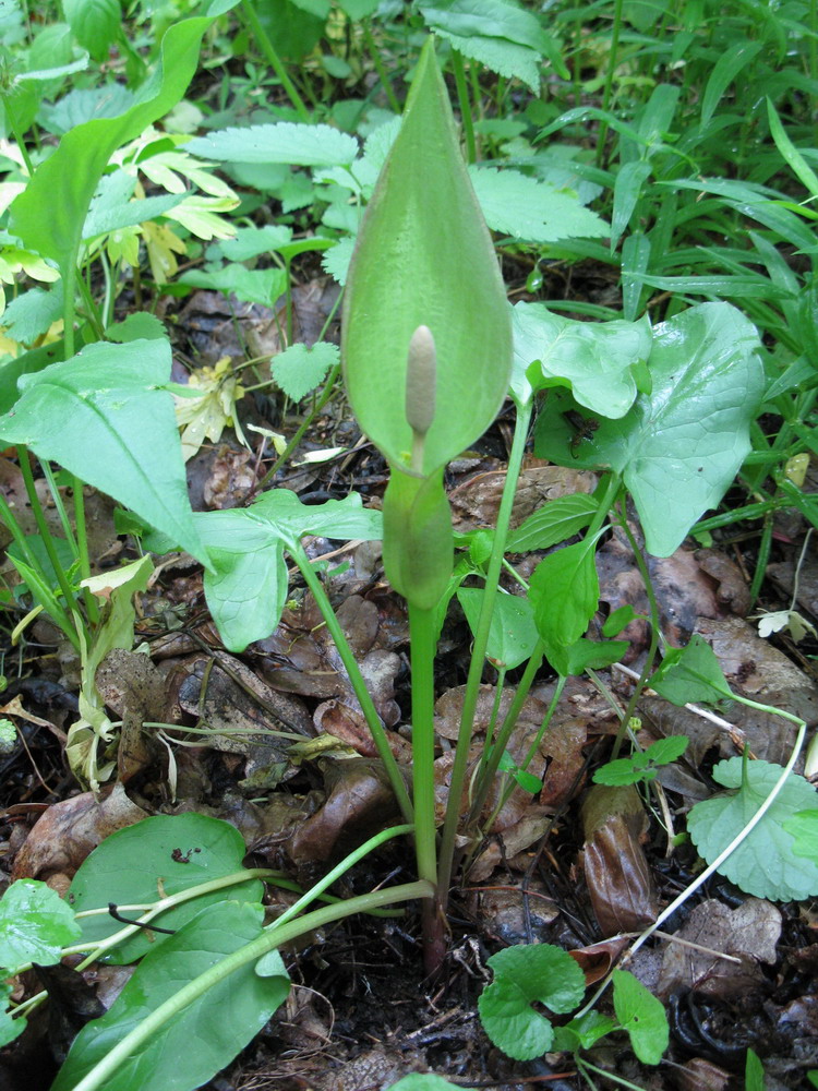 Image of Arum besserianum specimen.