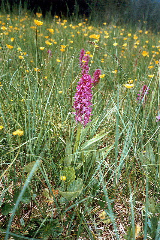 Image of Dactylorhiza cordigera specimen.
