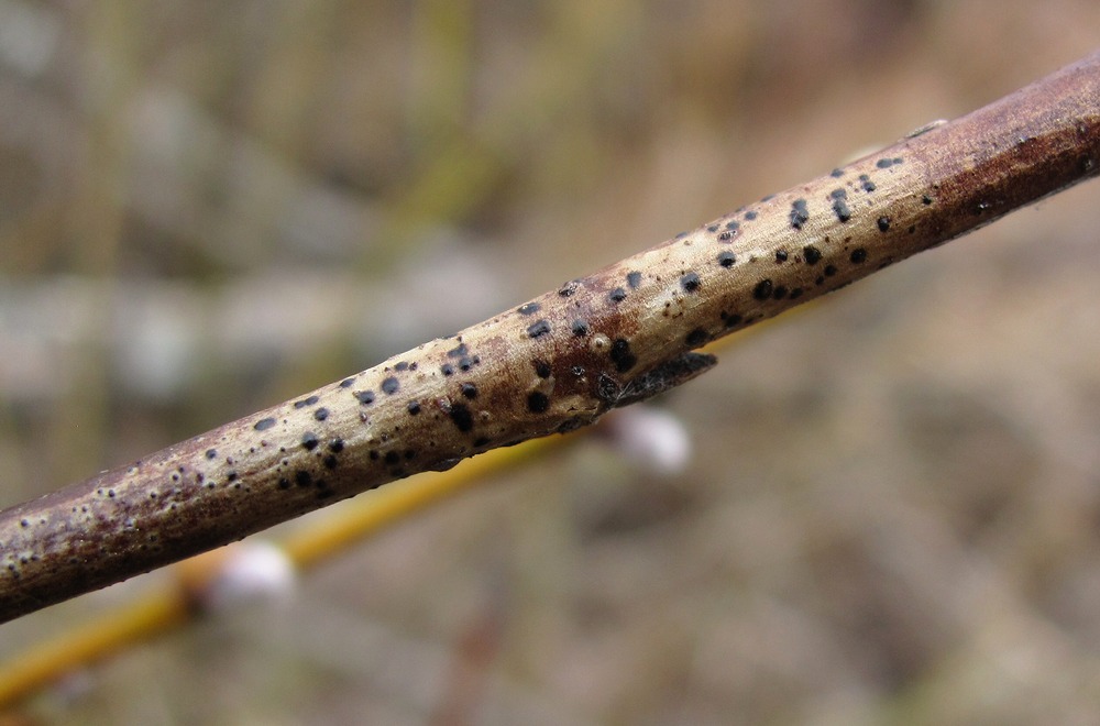 Изображение особи Salix myrsinifolia.
