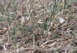 Astragalus palibinii