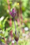 Melandrium dioicum
