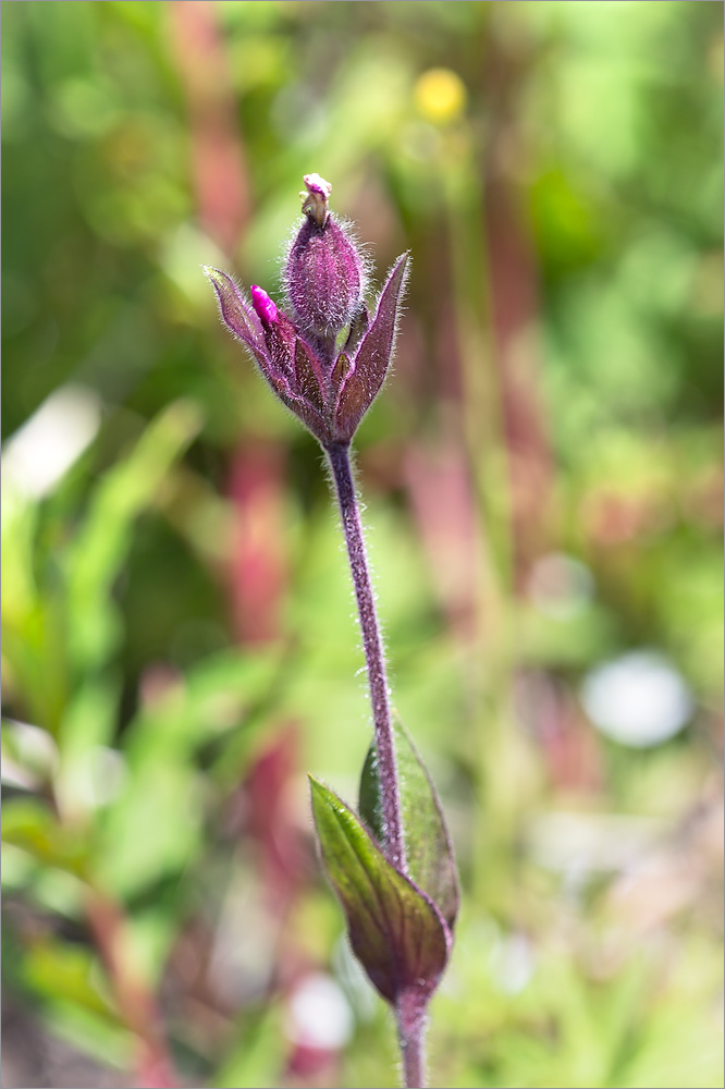 Изображение особи Melandrium dioicum.