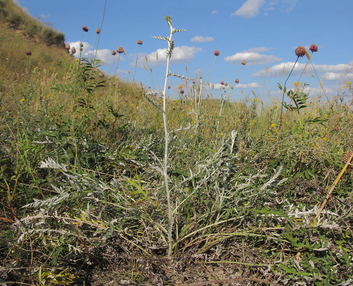 Изображение особи Echinops ruthenicus.