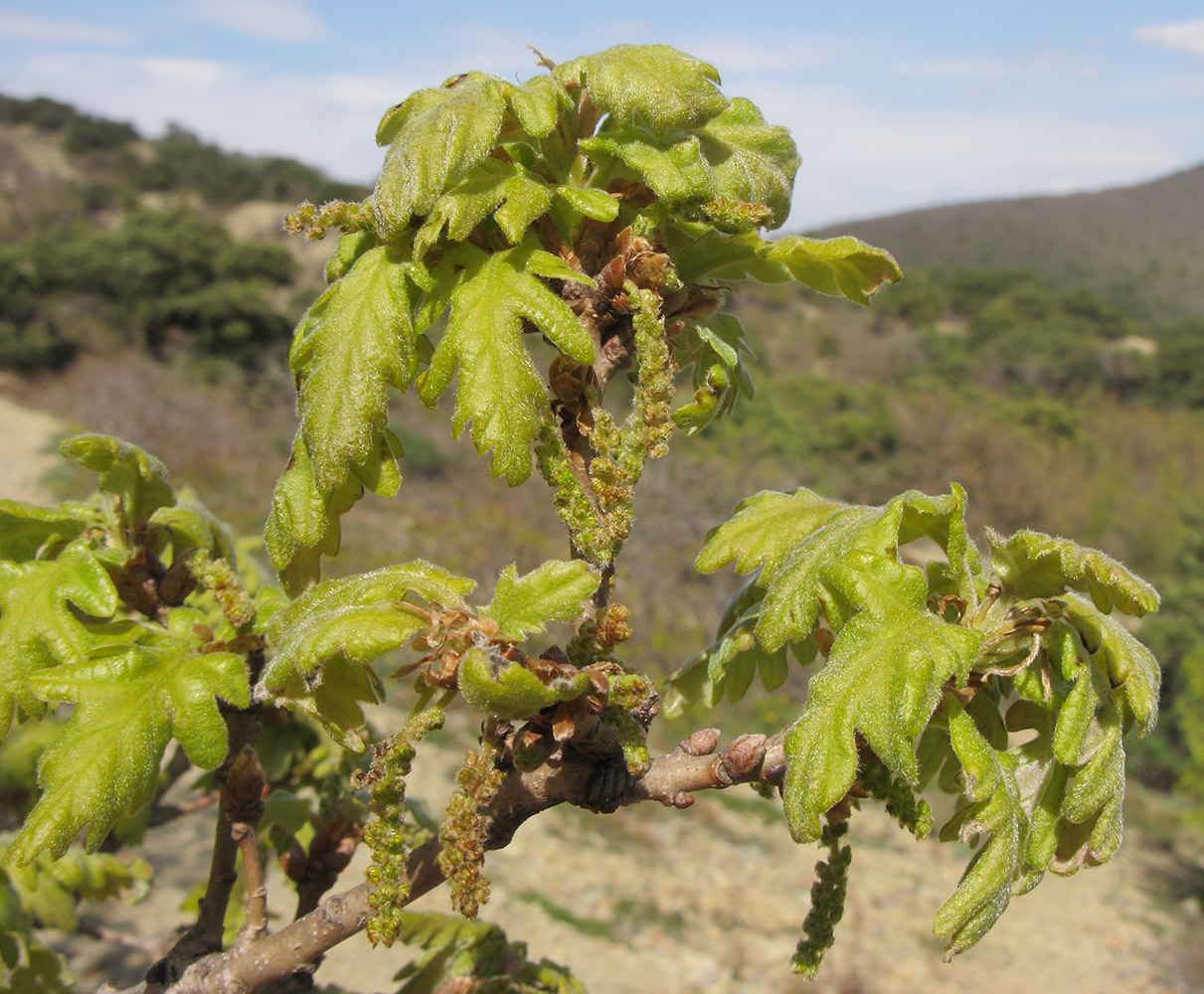 Изображение особи Quercus pubescens.