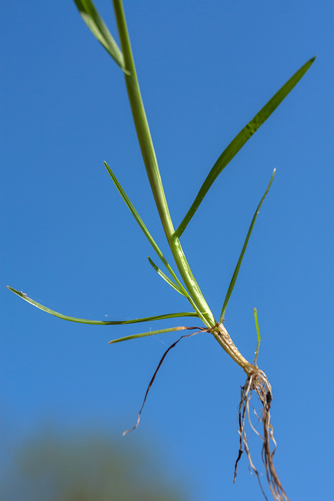 Image of Poa remota specimen.