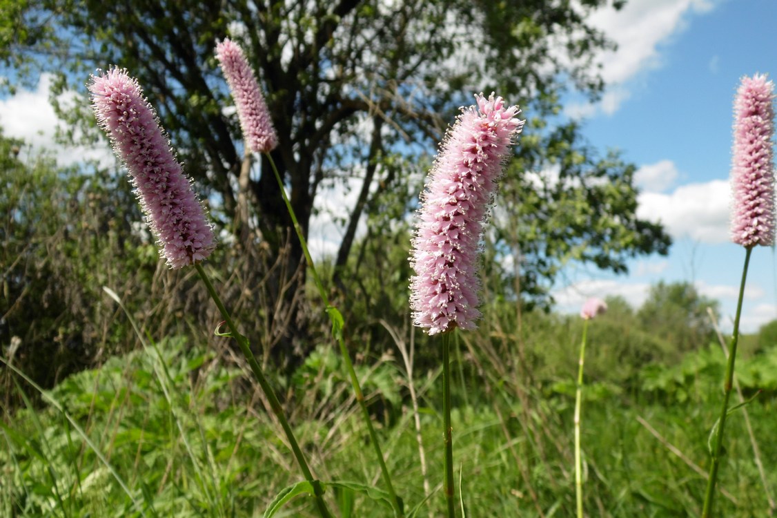 Изображение особи Bistorta officinalis.