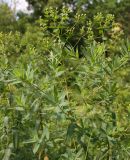 Euphorbia semivillosa. Верхушка вертикального генеративного побега. Белгородская обл., окр. пос. Борисовка, Острасьев яр. 30.06.2009.