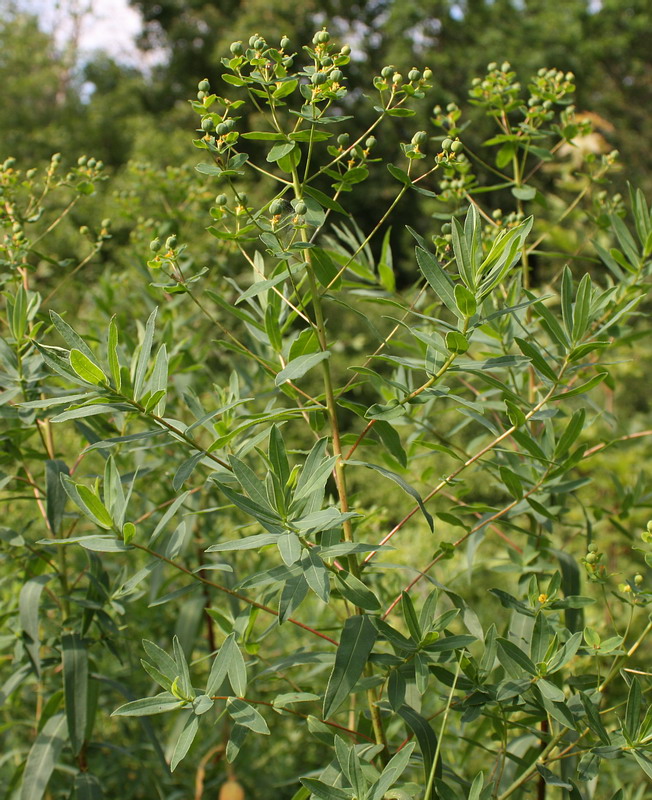 Изображение особи Euphorbia semivillosa.