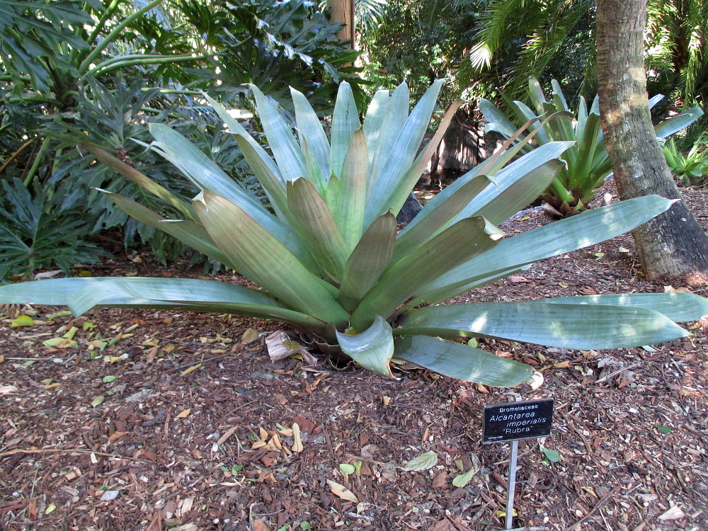 Image of Vriesea imperialis specimen.