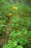 Trollius sibiricus