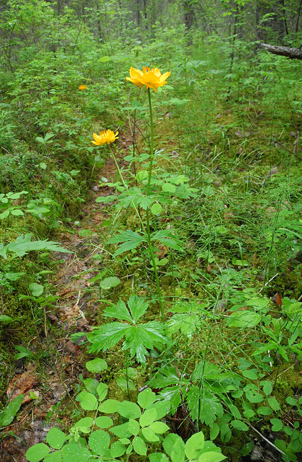 Изображение особи Trollius sibiricus.