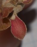 Euphorbia lomelii. Присоцветный лист. Израиль, г. Тель-Авив, ботанический сад \"Сад кактусов\". 27.07.2015.