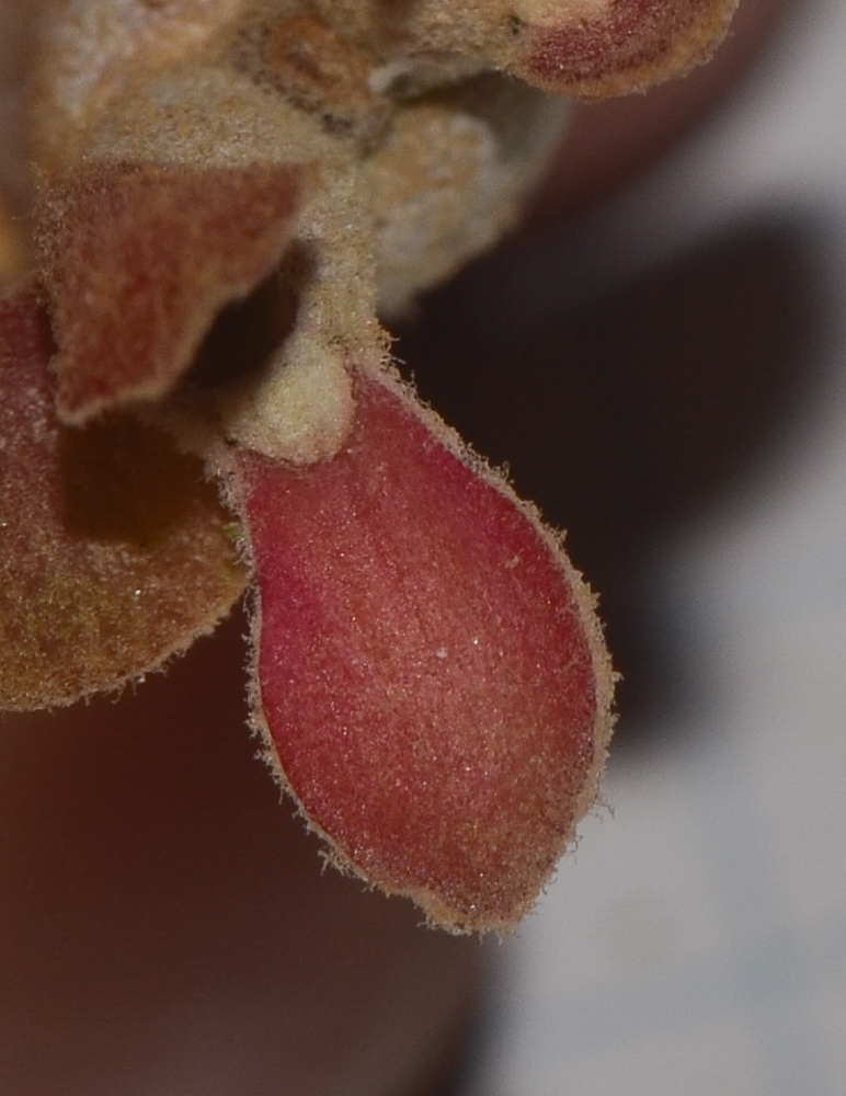 Image of Euphorbia lomelii specimen.