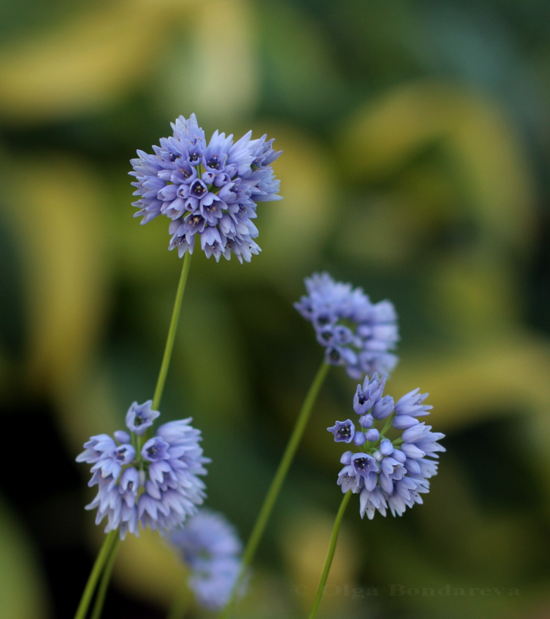 Image of Allium sikkimense specimen.