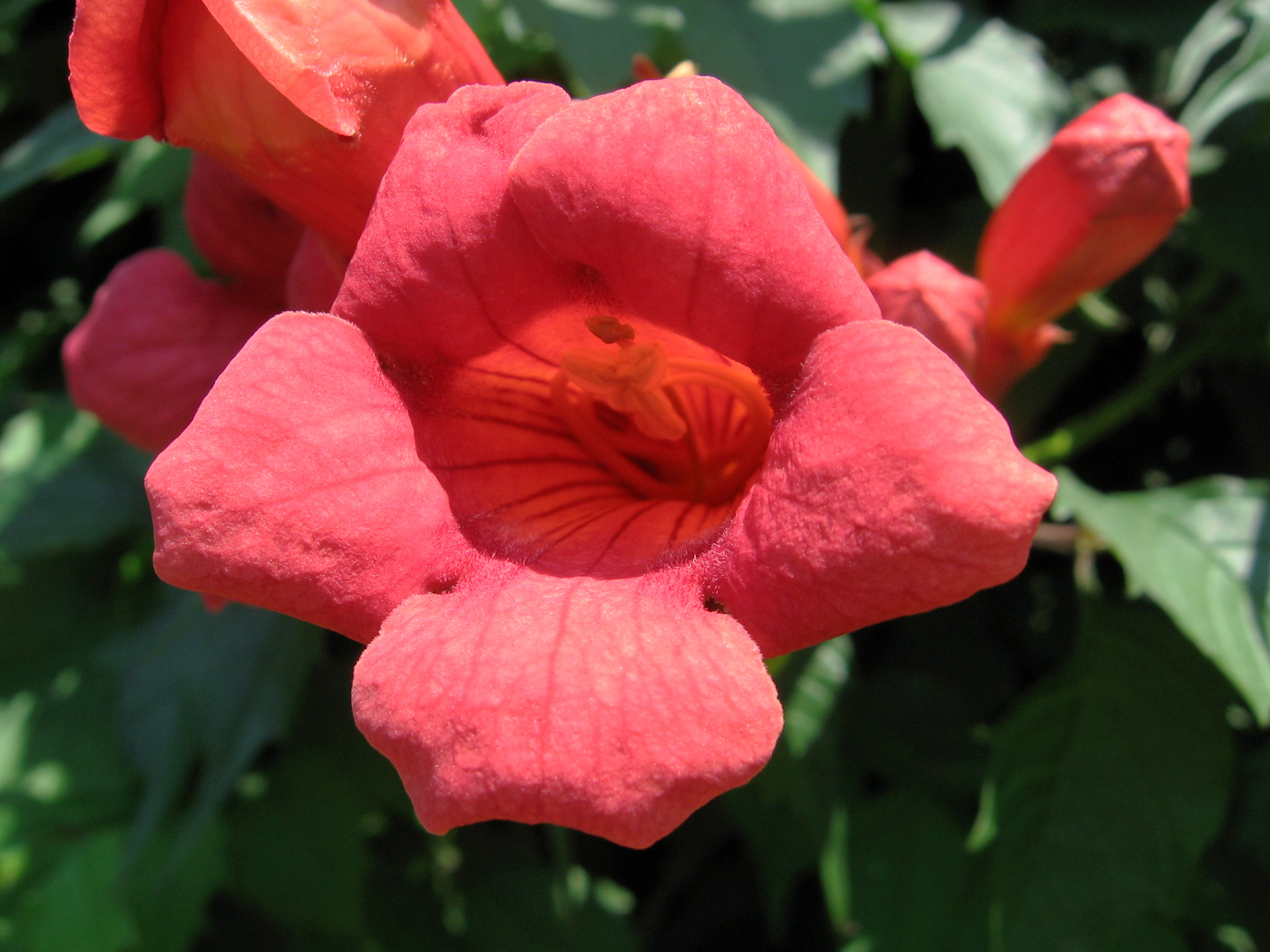 Image of Campsis radicans specimen.