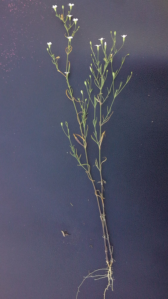 Изображение особи Psammophiliella muralis.