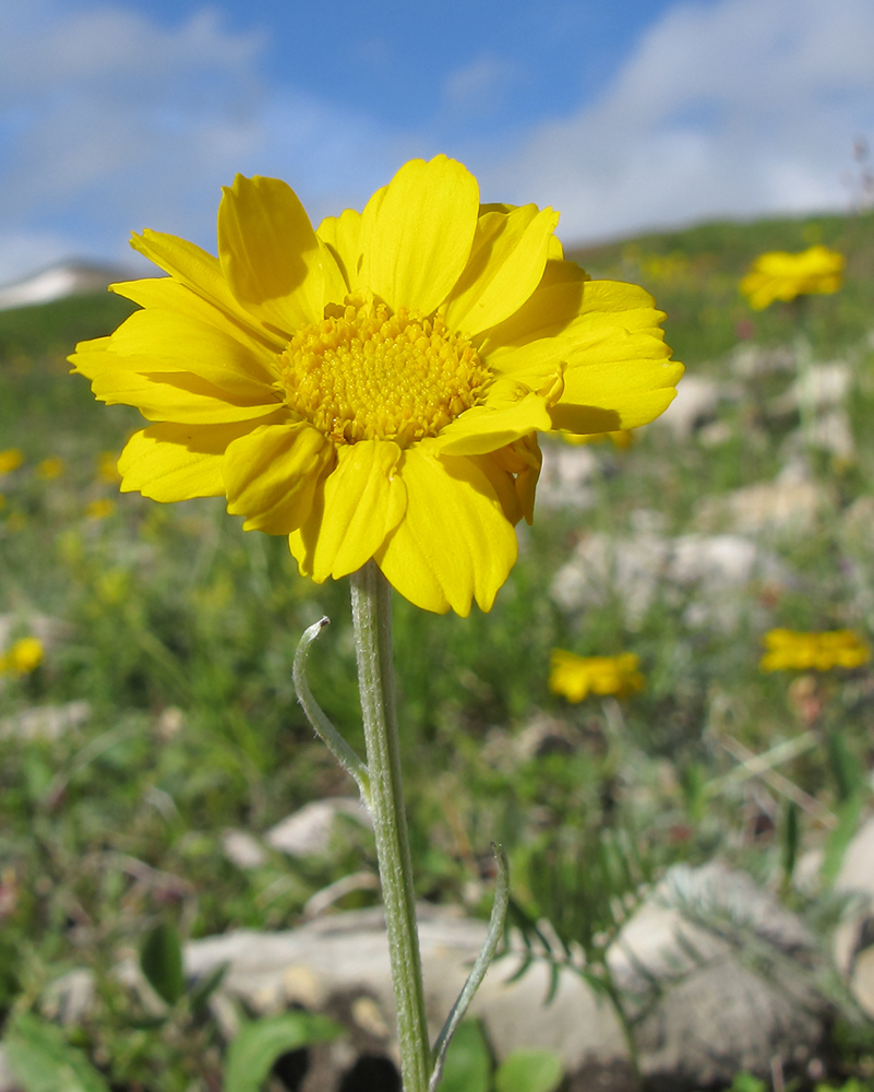 Image of Anthemis marschalliana ssp. pectinata specimen.