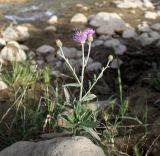 Cirsium incanum