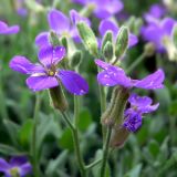 Aubrieta deltoidea. Цветки. Свердловская обл., окр. г. Североуральск, Второй Северный, в культуре. 27.05.2014.