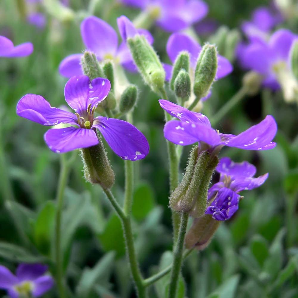 Image of Aubrieta deltoidea specimen.