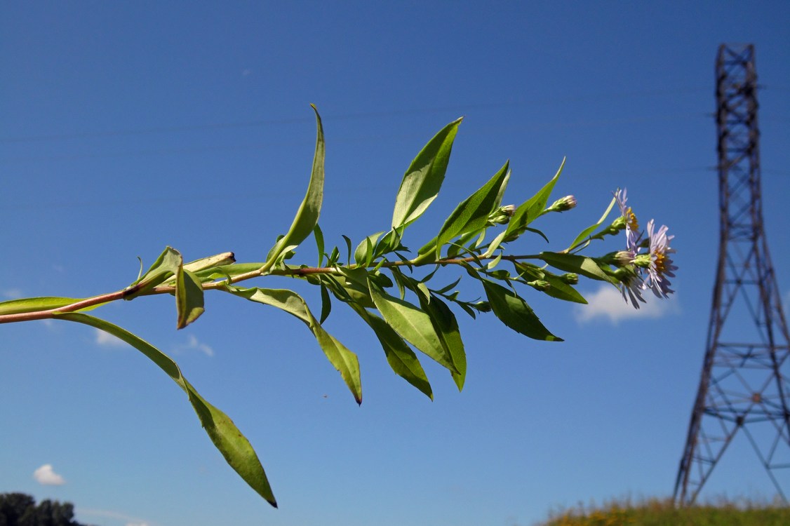 Image of Symphyotrichum &times; salignum specimen.