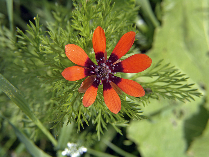 Image of Adonis parviflora specimen.