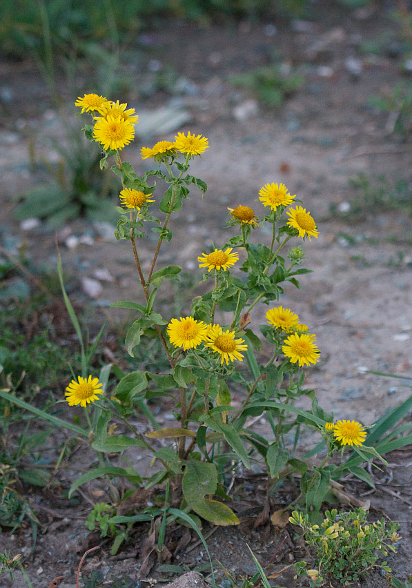 Image of Inula britannica specimen.