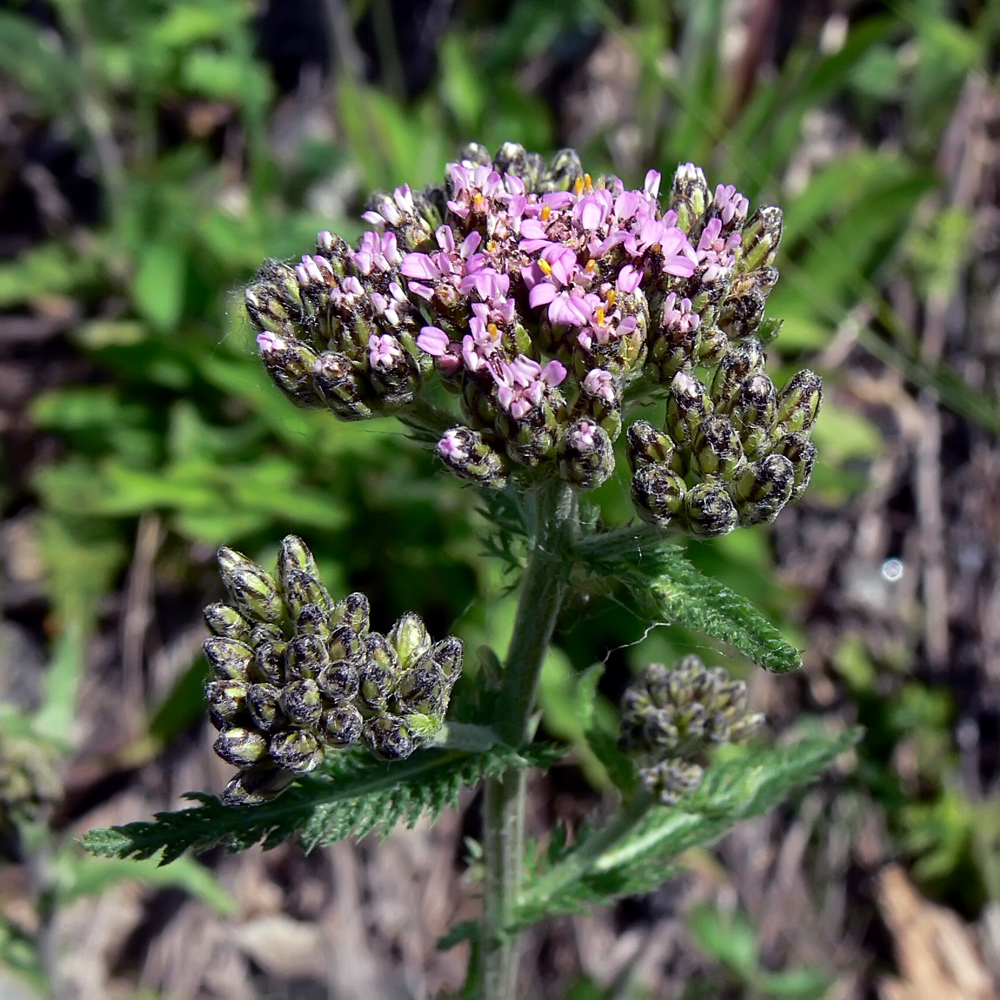 Image of Achillea nigrescens specimen.