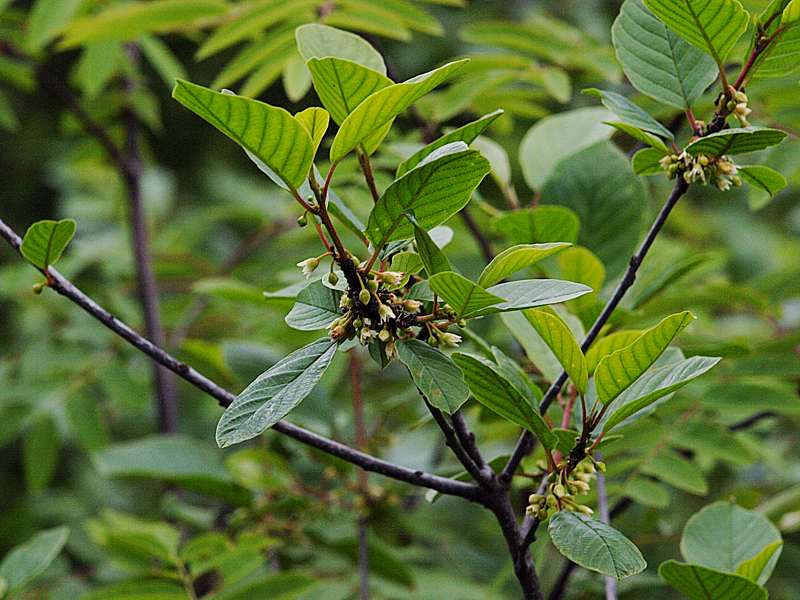 Изображение особи Frangula alnus.