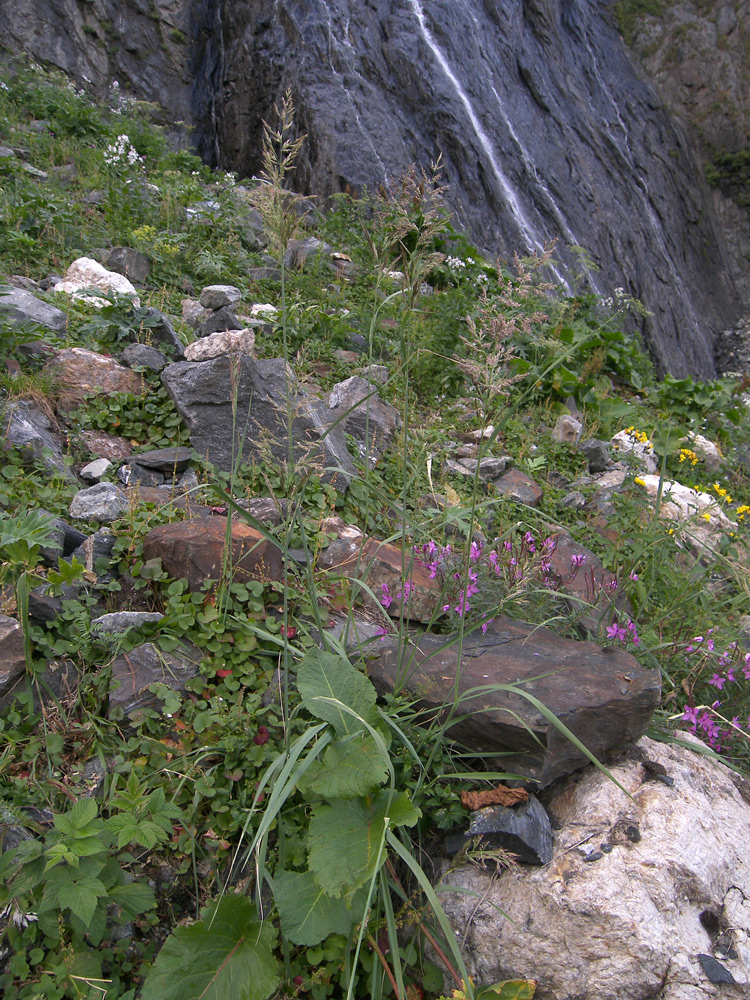 Image of Calamagrostis pseudophragmites specimen.