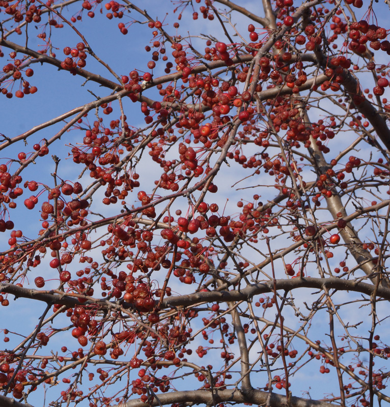 Изображение особи Malus baccata.