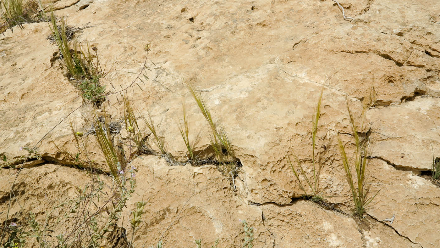 Image of Stipellula capensis specimen.