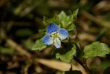 Veronica persica