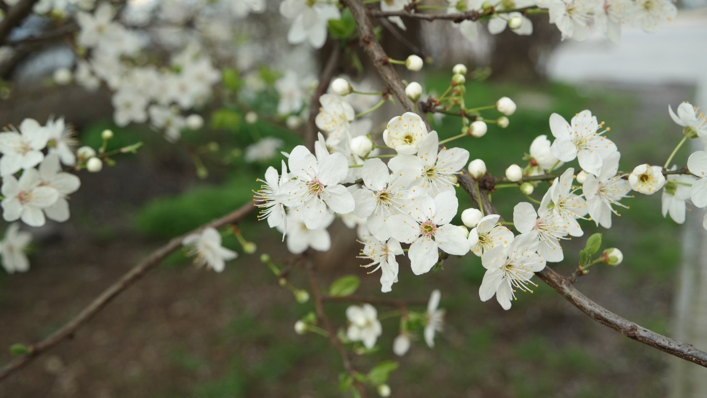 Изображение особи Prunus cerasifera.