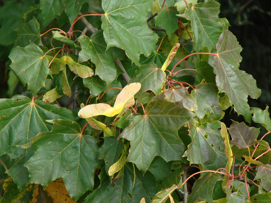 Image of Acer platanoides specimen.