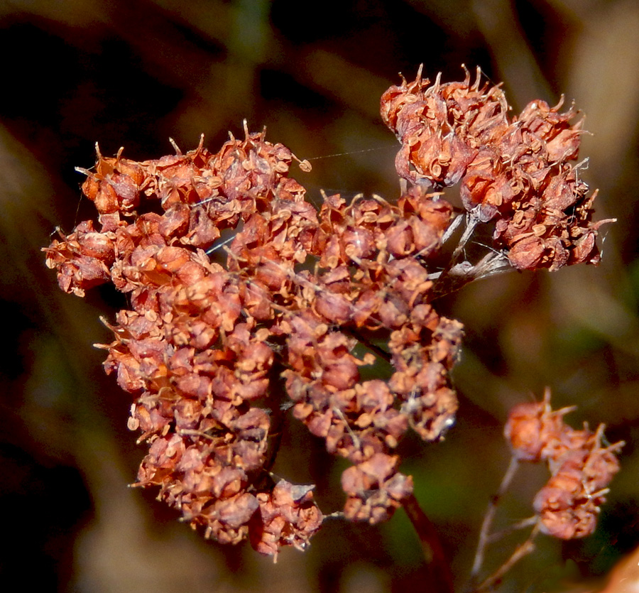 Image of Hylotelephium caucasicum specimen.