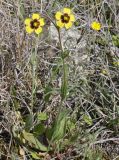 Tuberaria guttata