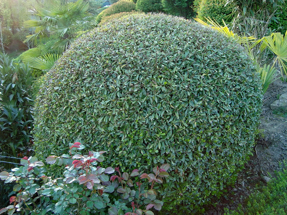 Image of Pittosporum heterophyllum specimen.