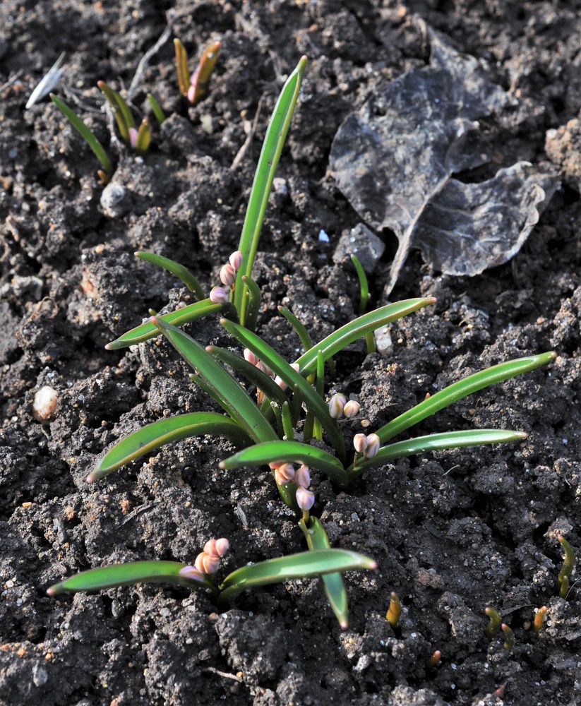 Изображение особи Scilla bifolia.