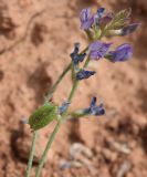 Astragalus nematodes