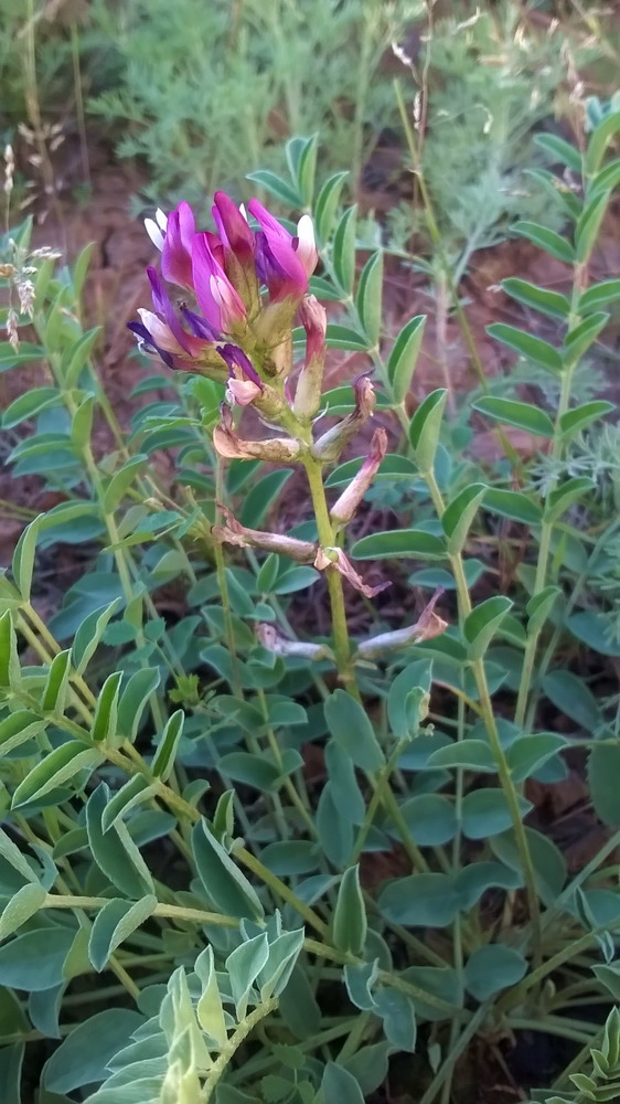 Изображение особи Astragalus physodes.